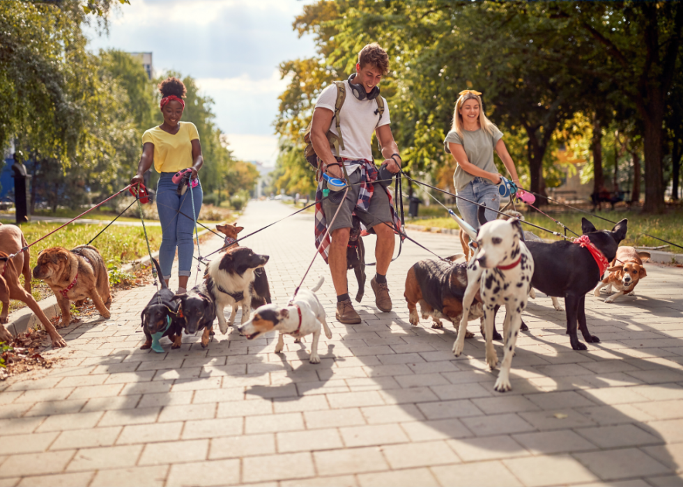 A group of people with several dogs on leashes at the park.