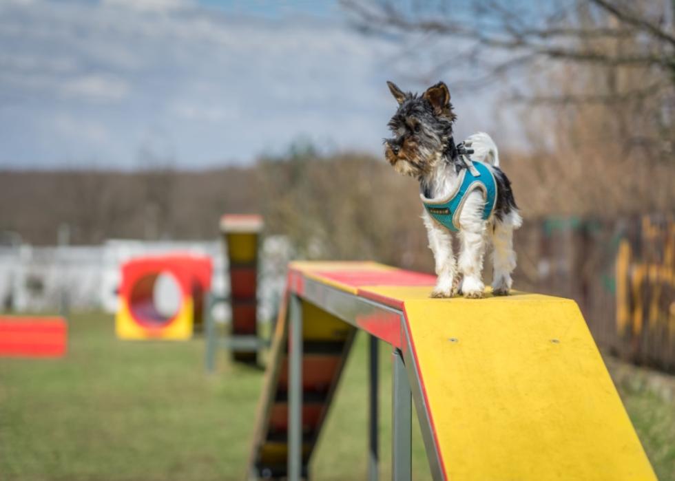 A small dog standing on a platform in a dog agility playground.