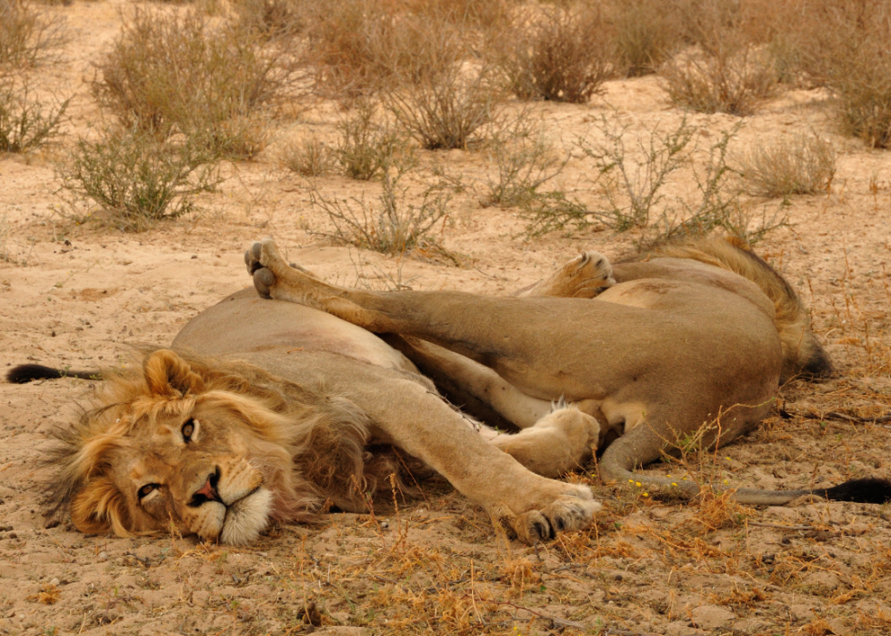 Сколько спят львы. Спящие львы. Лев спящий.