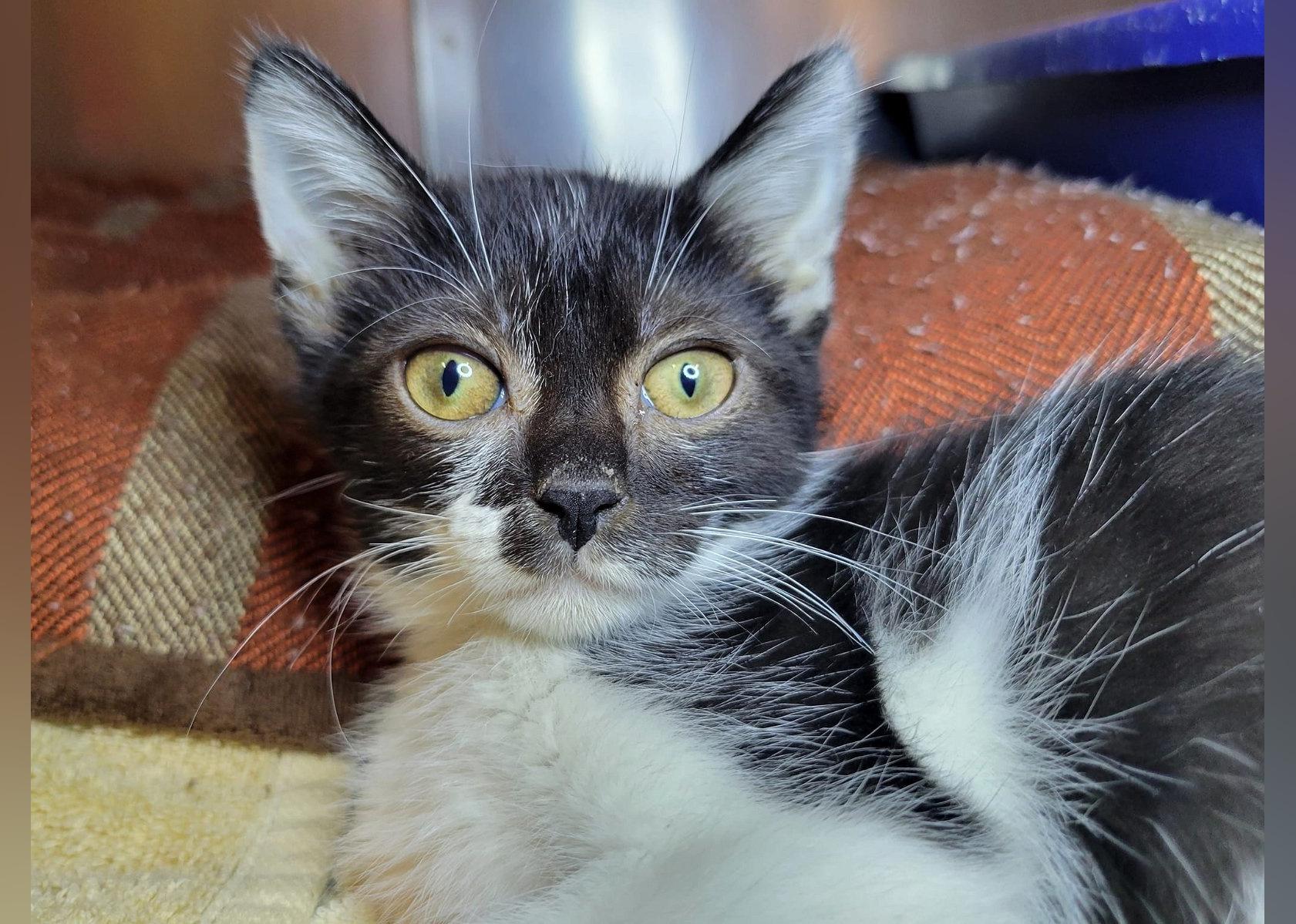 Kittens Available for Adoption in Baltimore Stacker