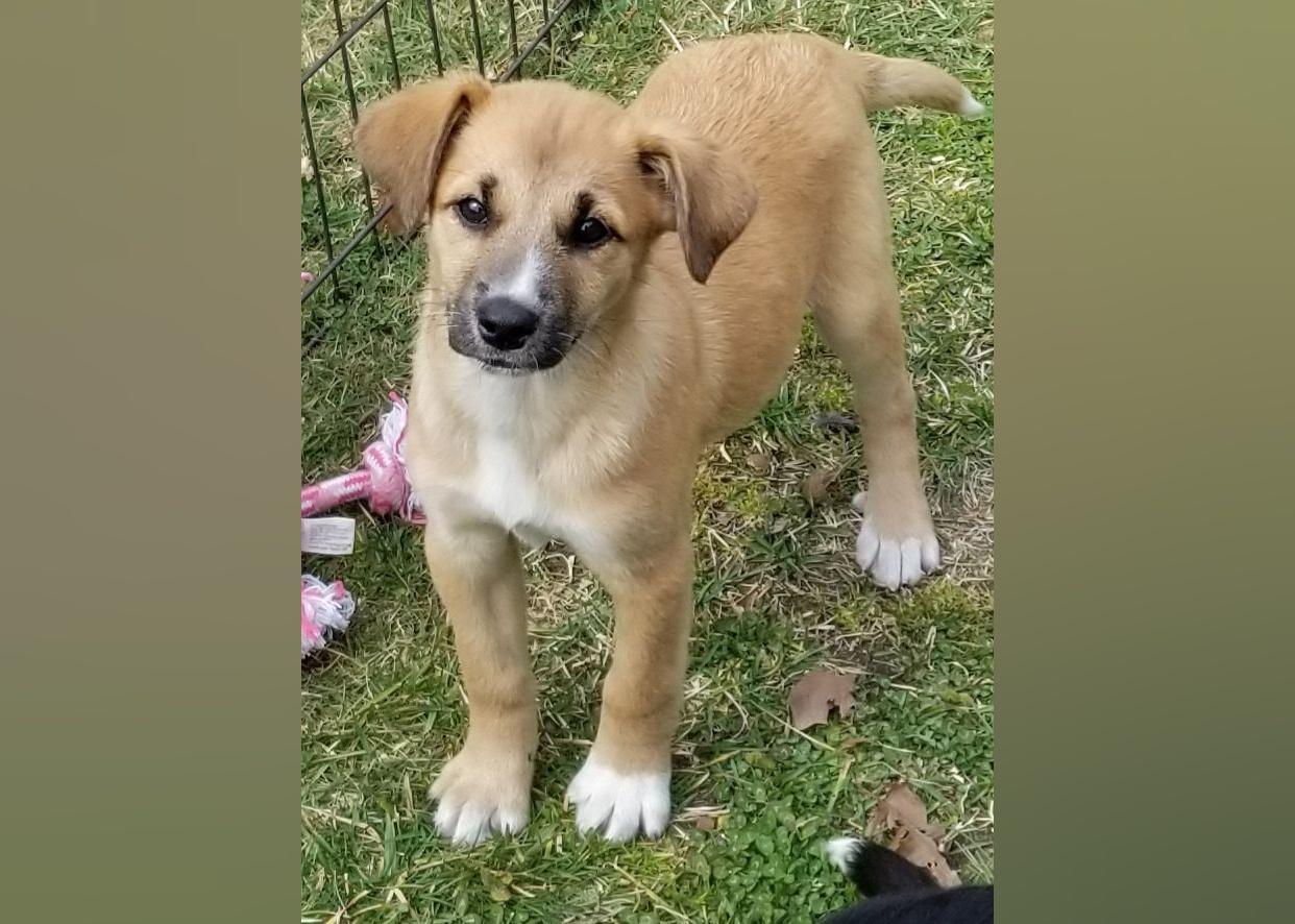 Puppies Available for Adoption in Atlantic City Stacker