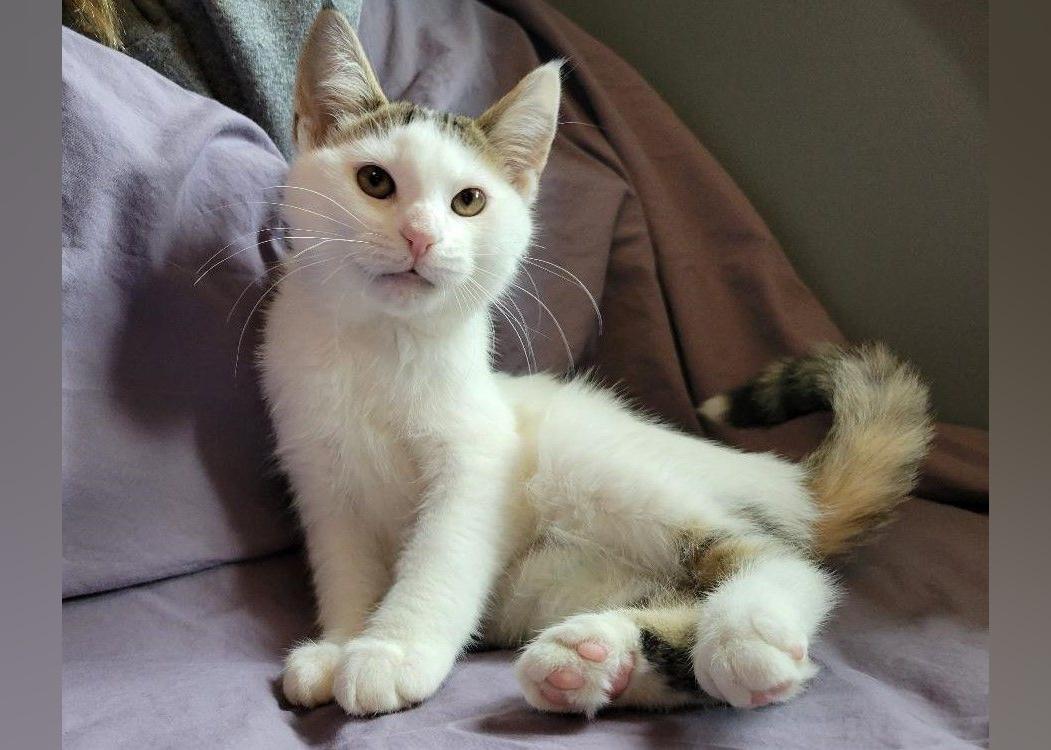 Kittens Available for Adoption in Chicago Stacker