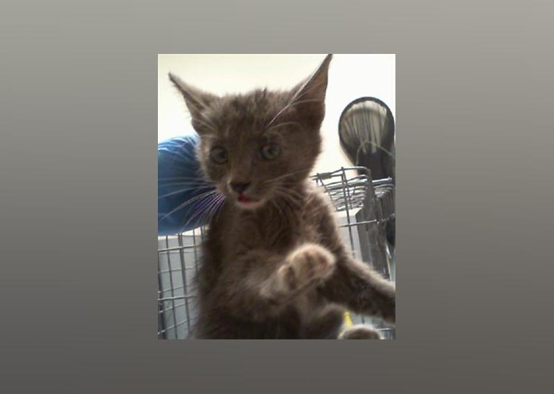 Kittens Available for Adoption in Las Vegas | Stacker