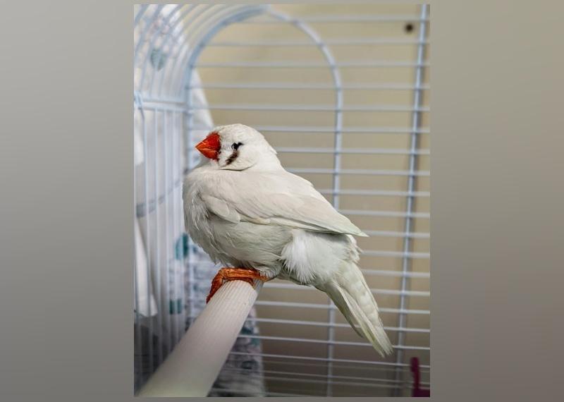 Exotic Pets Available for Adoption in Montreal Stacker