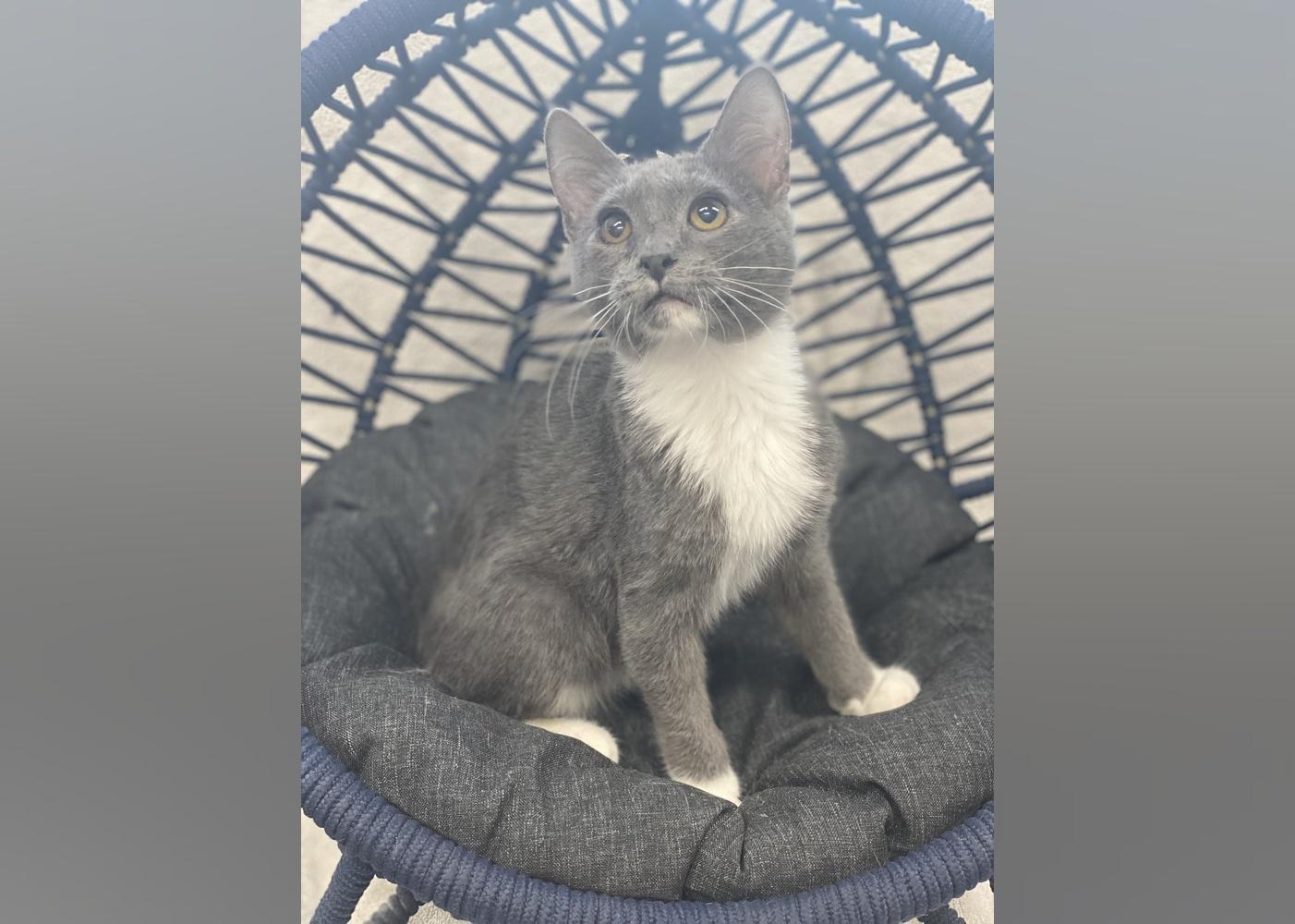 Kittens Available for Adoption in Panama City Stacker