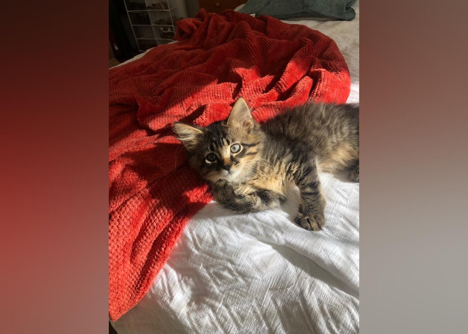 Kittens Available for Adoption in Baltimore Stacker