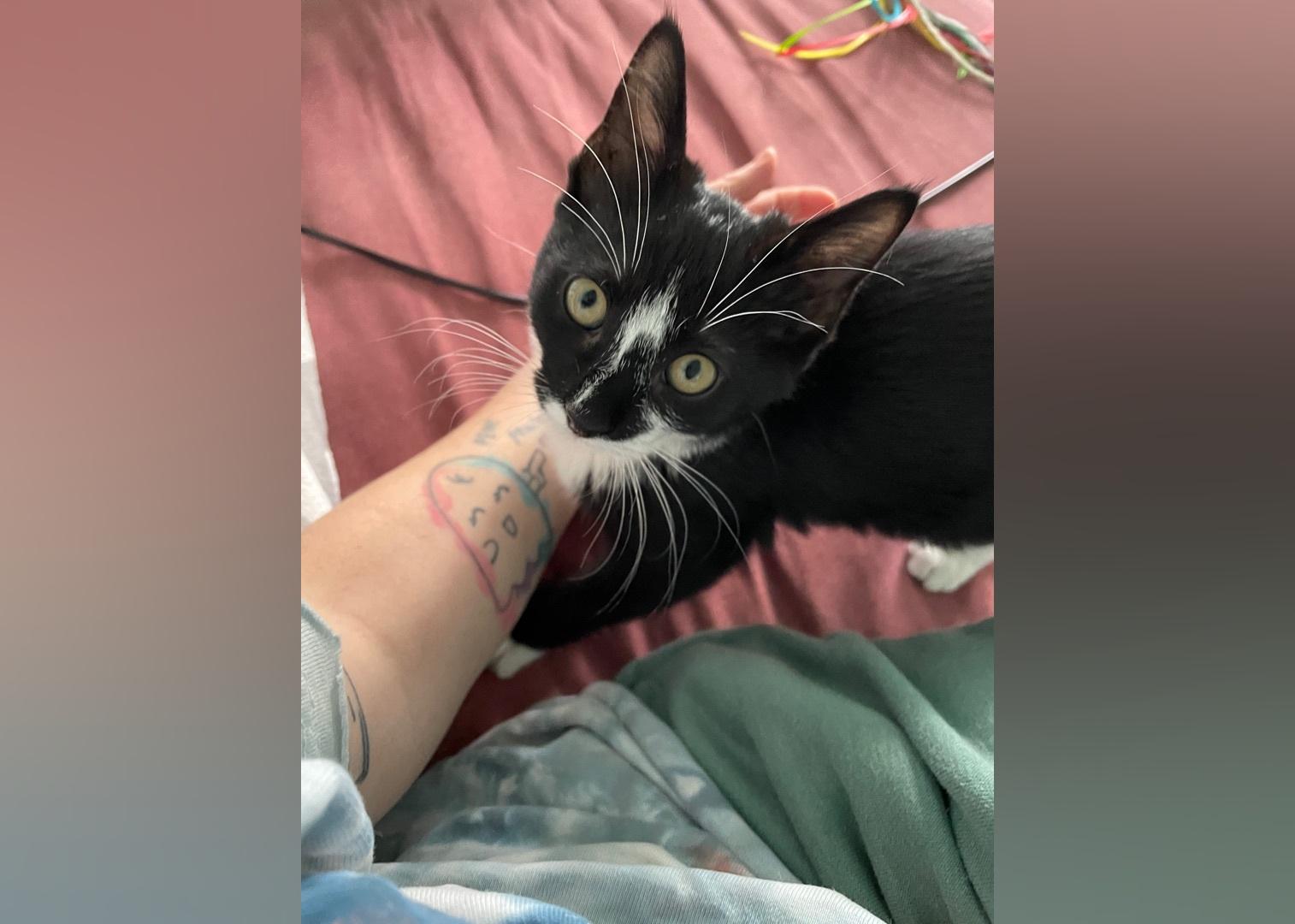 Kittens Available for Adoption in Seattle Stacker