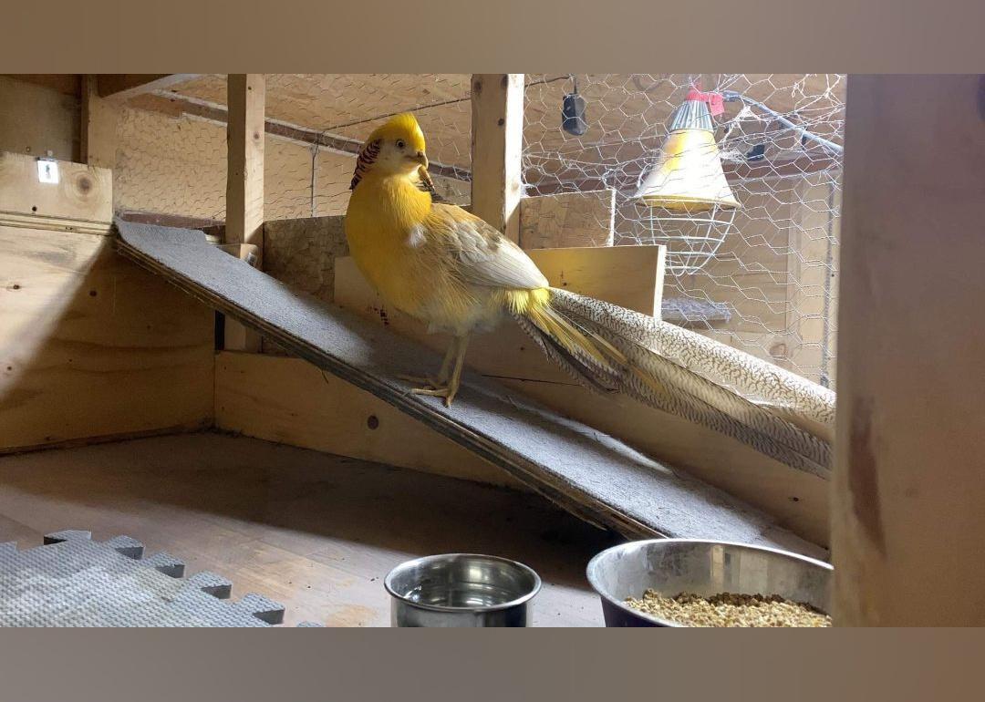 Exotic Pets Available for Adoption in Montreal Stacker