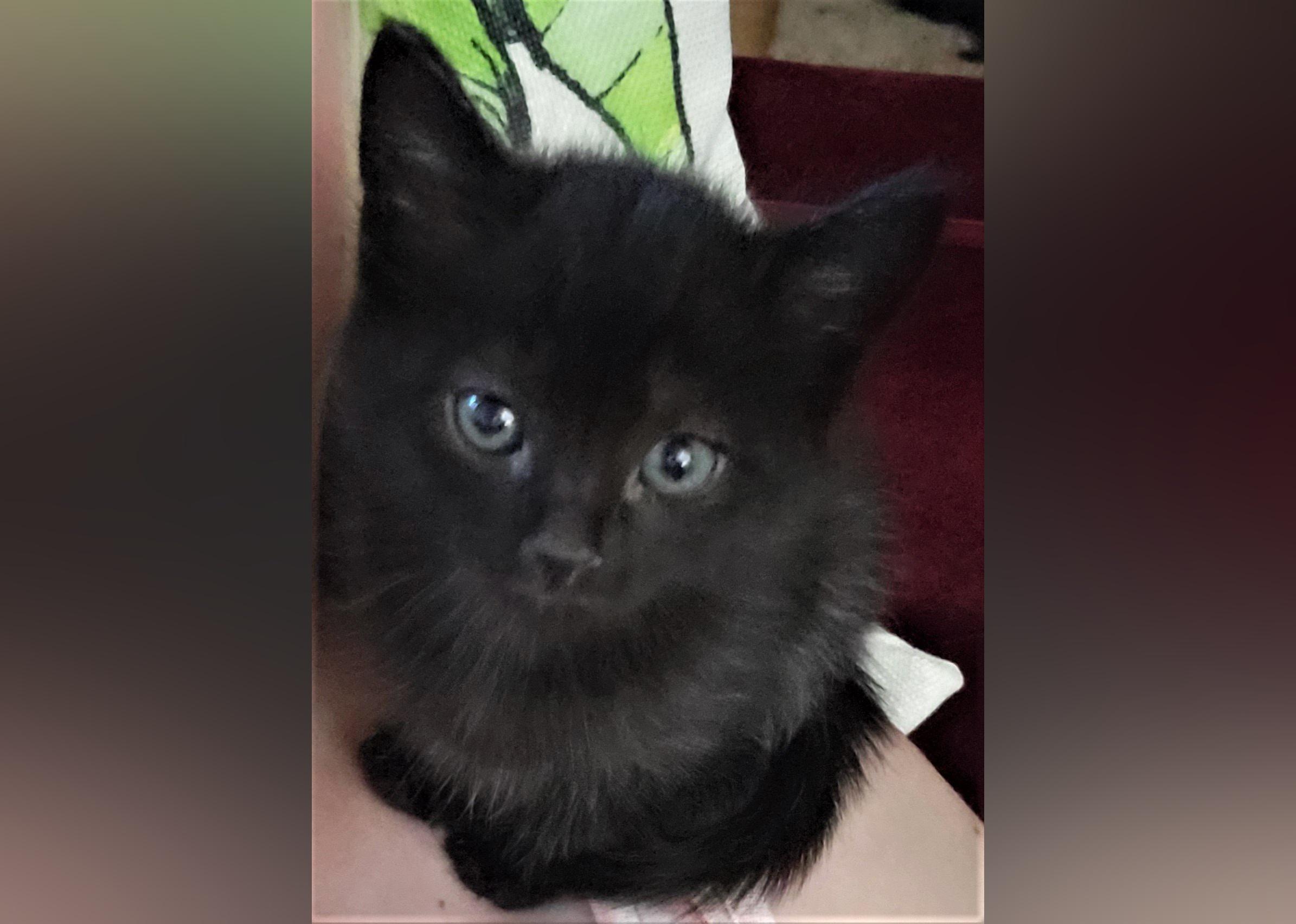 Kittens Available for Adoption in Eugene Stacker