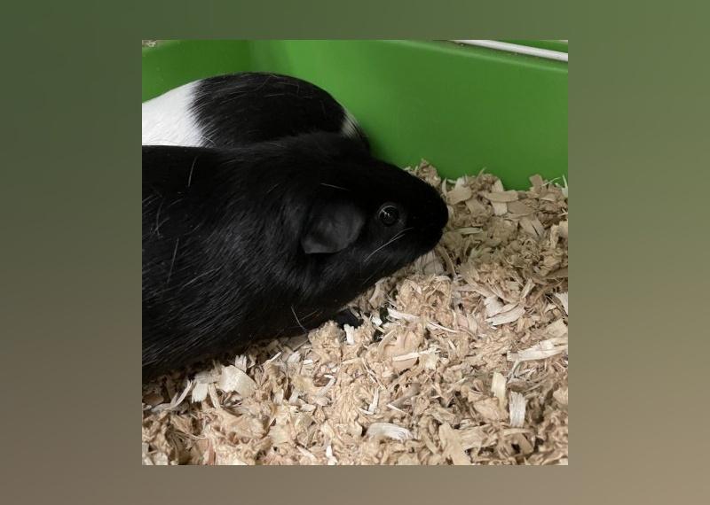 Small Furry Pets Available for Adoption in Las Vegas | Stacker