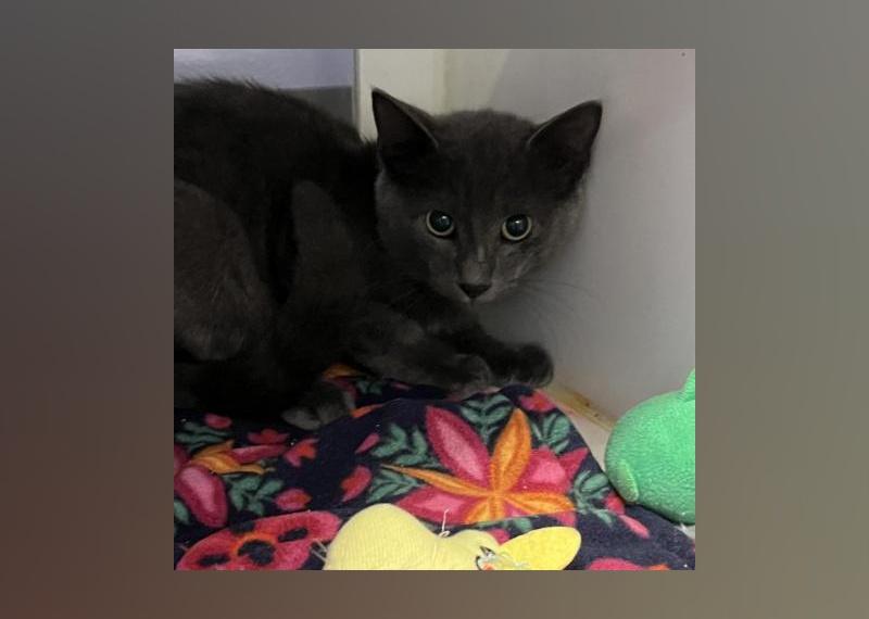 Kittens Available for Adoption in Miami Stacker