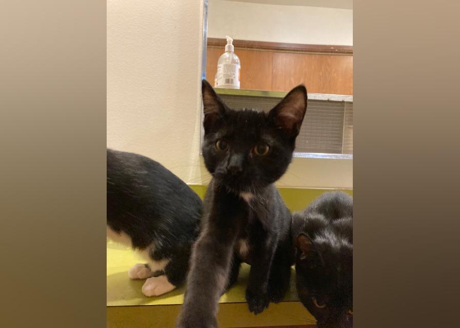 Kittens Available for Adoption in Seattle Stacker