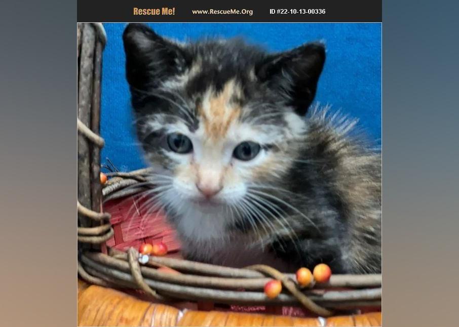 Kittens Available for Adoption in Miami Stacker