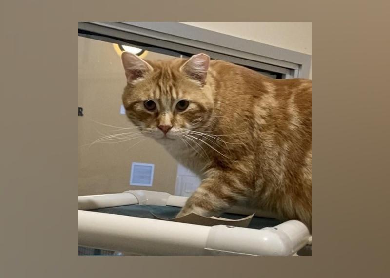 Cats Available for Adoption in Reno Stacker