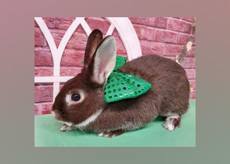 Small Furry Pets Available for Adoption in Las Vegas Stacker