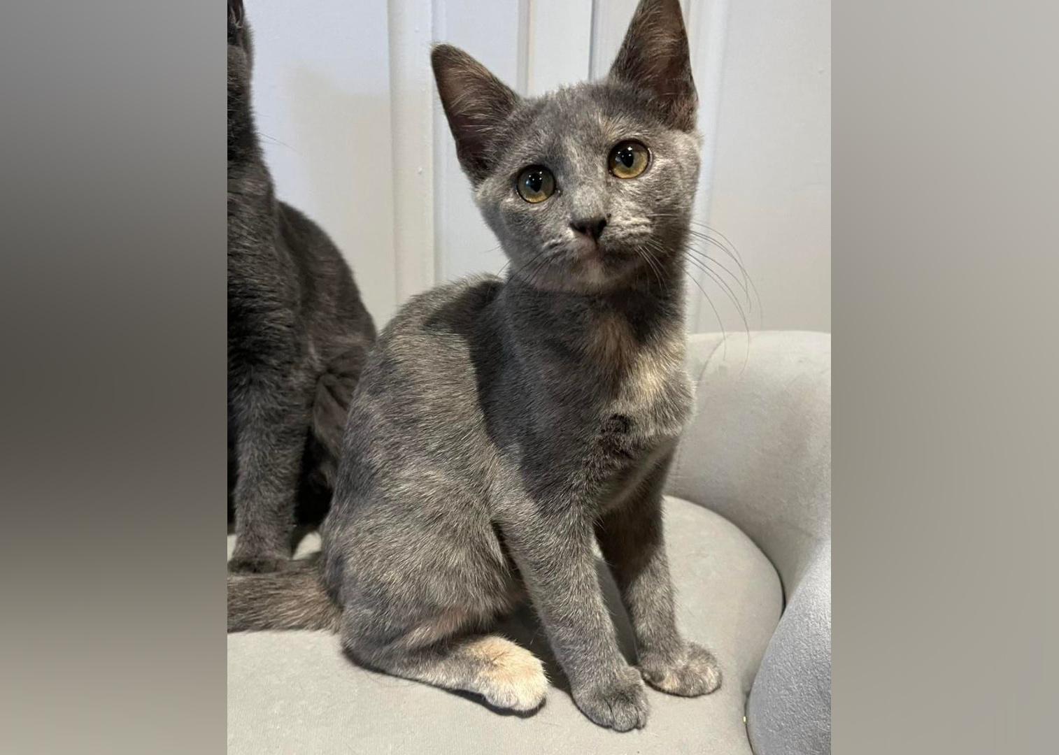 Kittens Available for Adoption in Shreveport Stacker