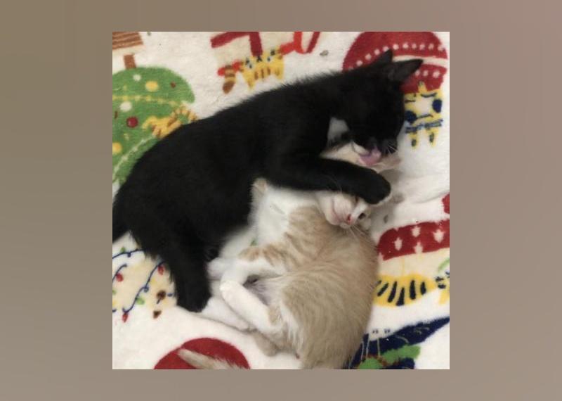 Kittens Available for Adoption in Miami Stacker