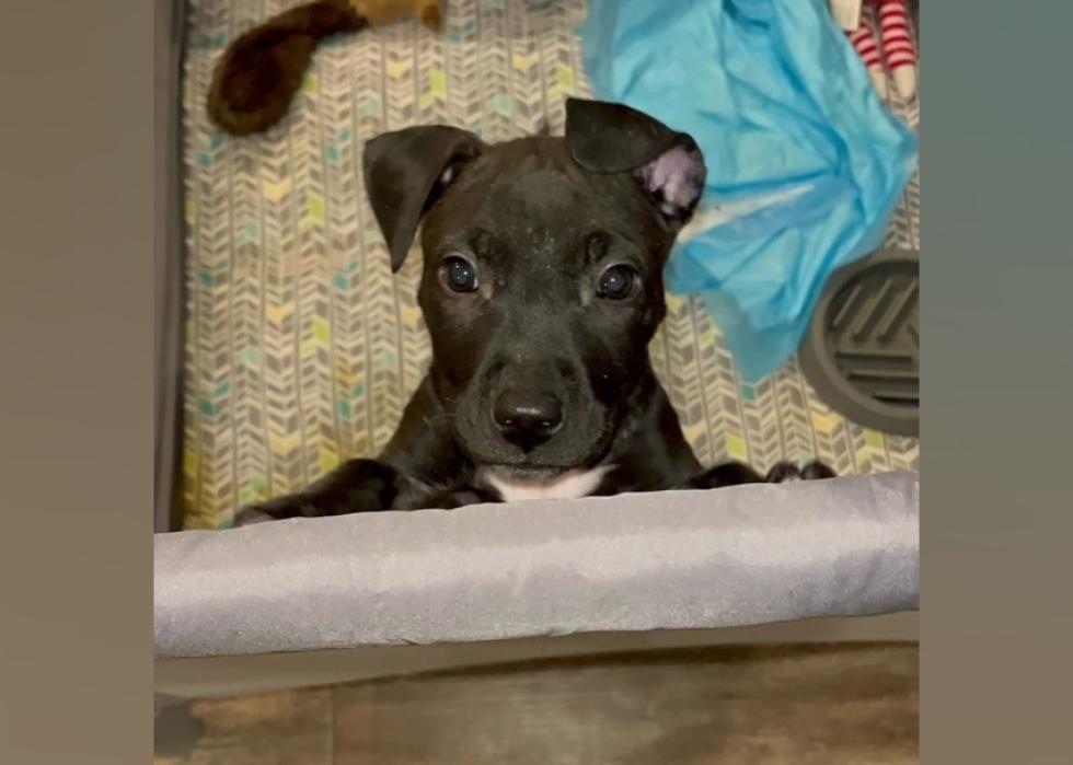 Puppies Available for Adoption in Amarillo | Stacker