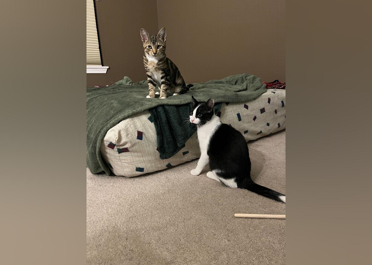 Kittens Available for Adoption in Seattle Stacker