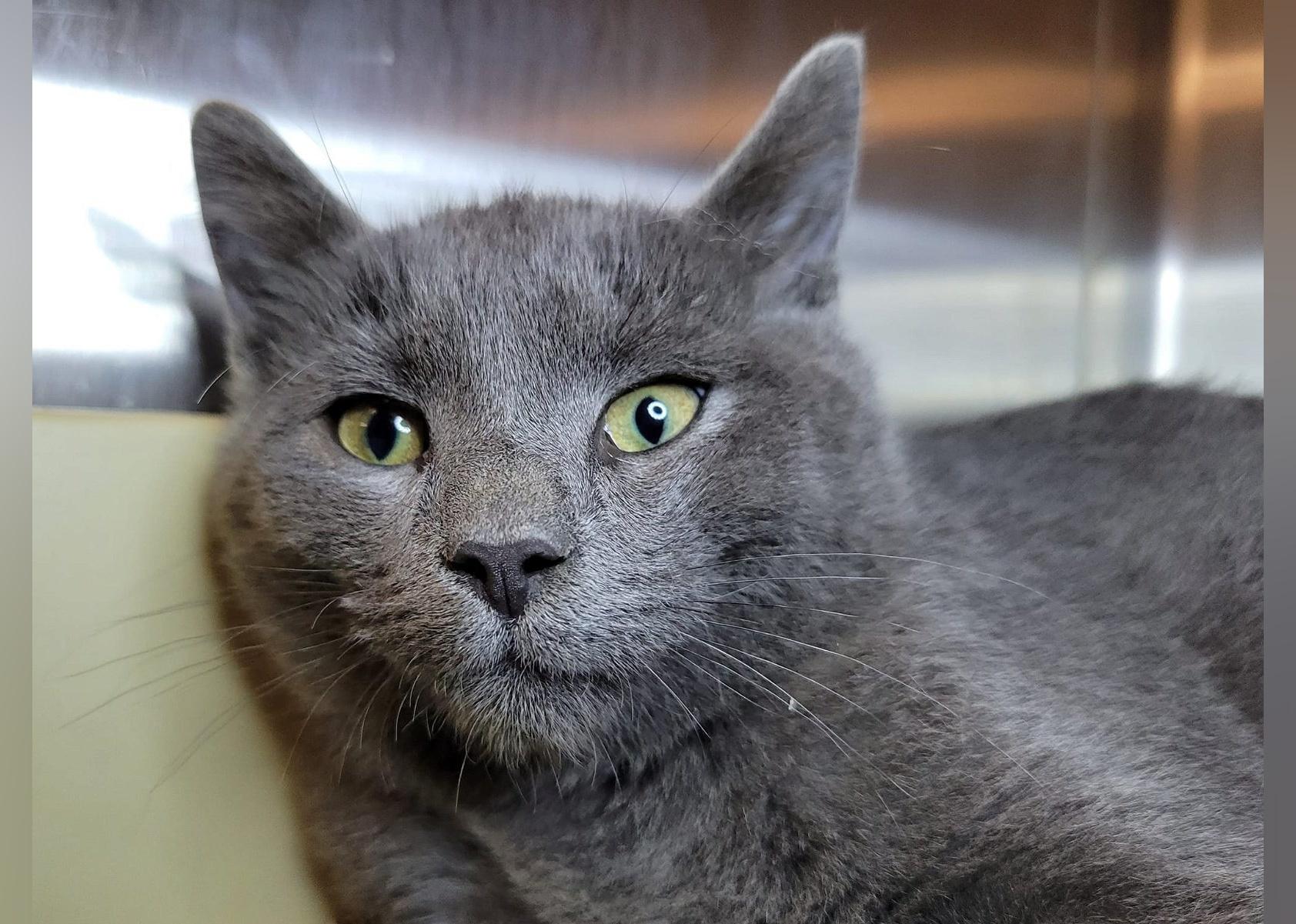 Kittens Available for Adoption in Baltimore Stacker