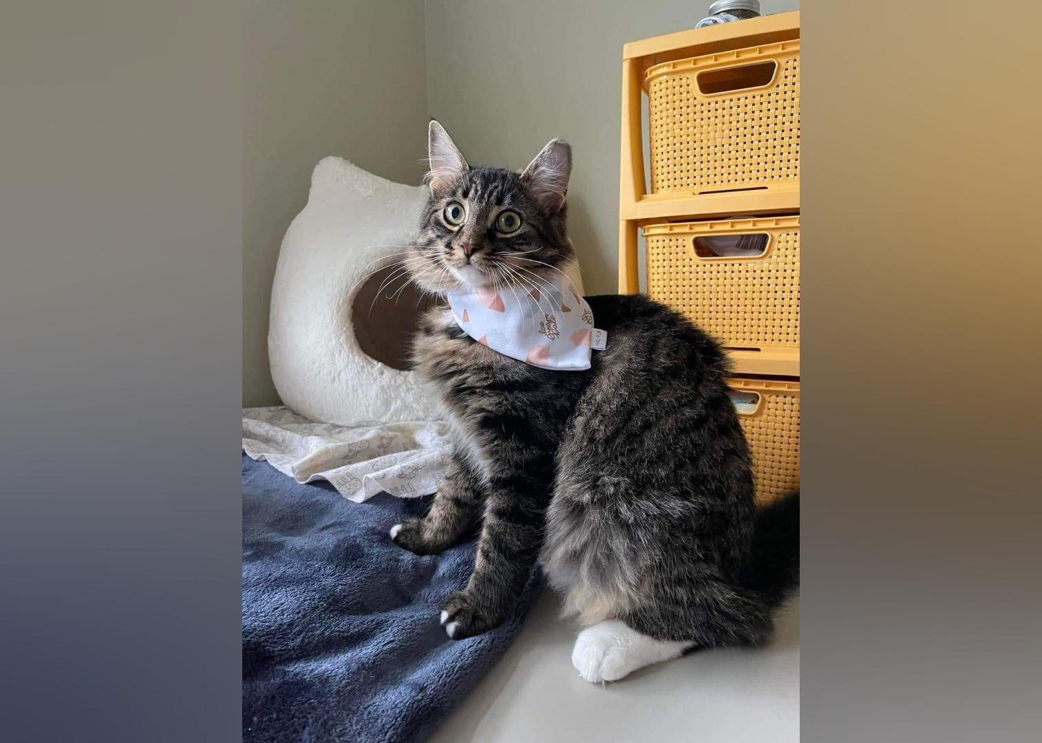 Cats Available for Adoption in Halifax Stacker