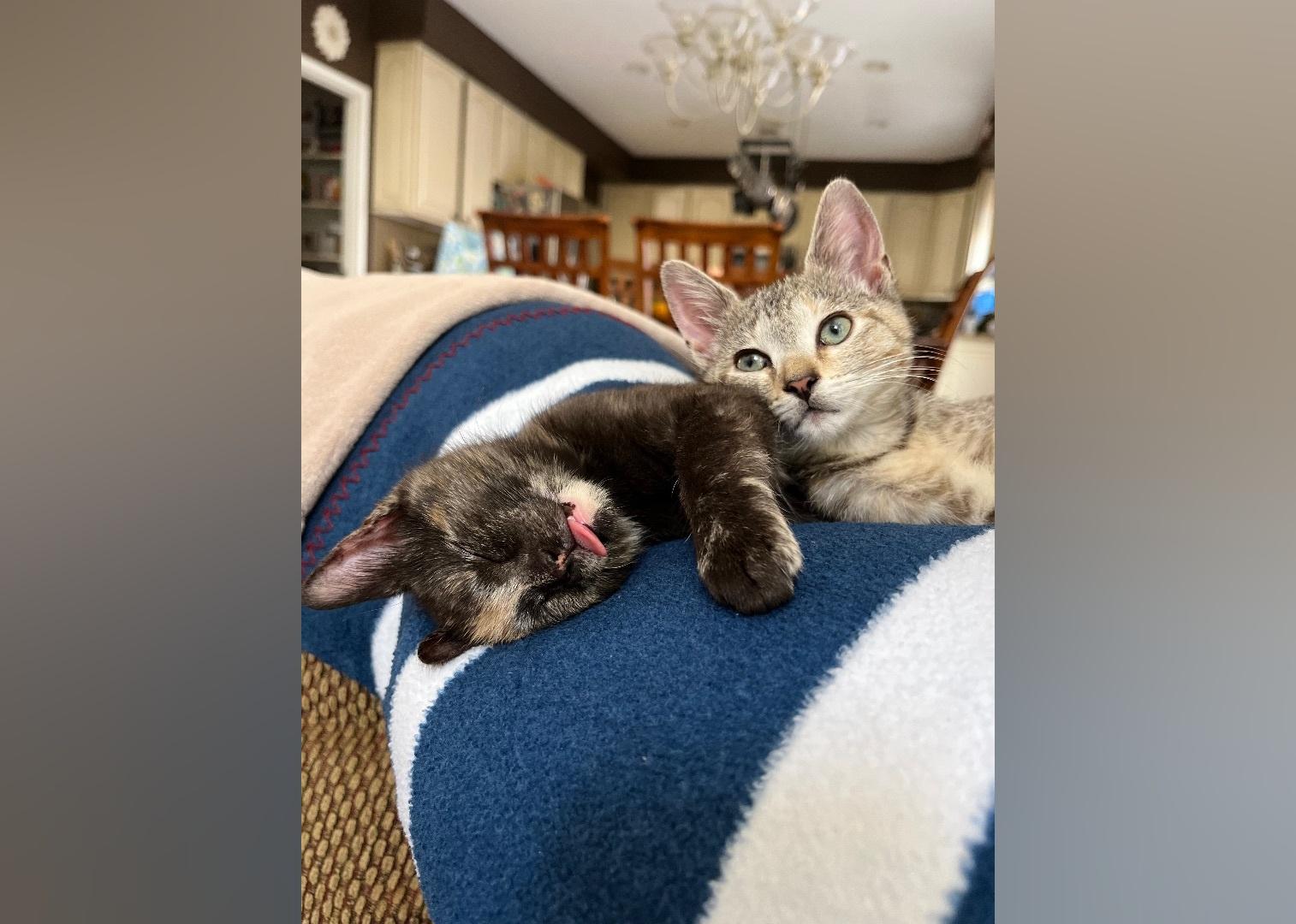 Kittens Available for Adoption in Baltimore Stacker