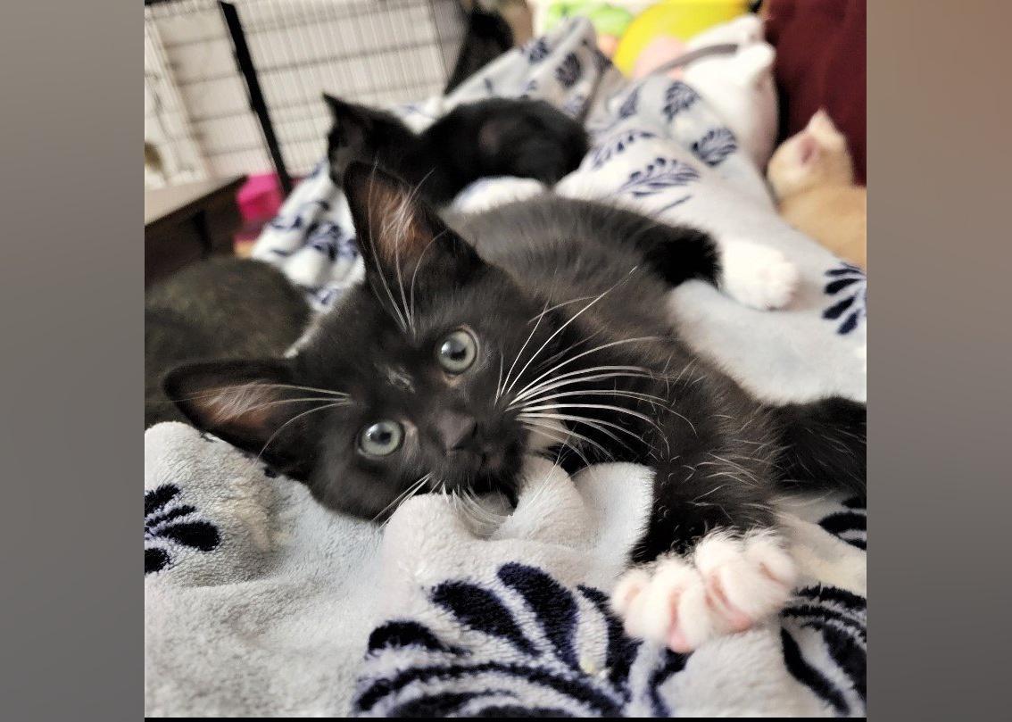 Kittens Available for Adoption in Eugene Stacker