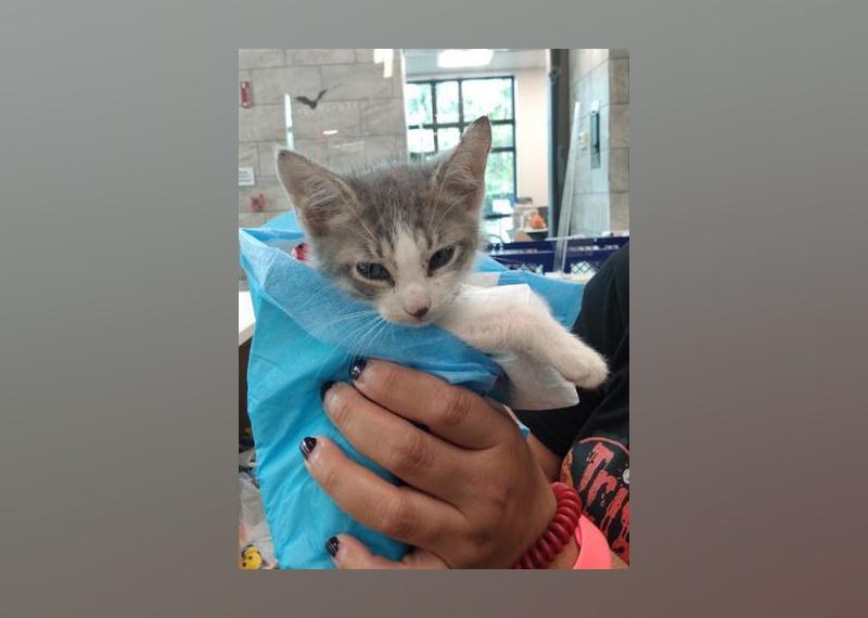 Kittens Available for Adoption in Miami Stacker