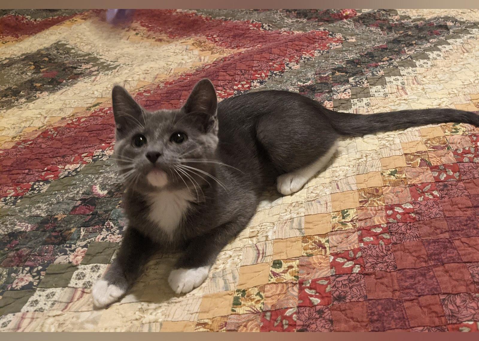 Kittens Available for Adoption in Dallas Stacker