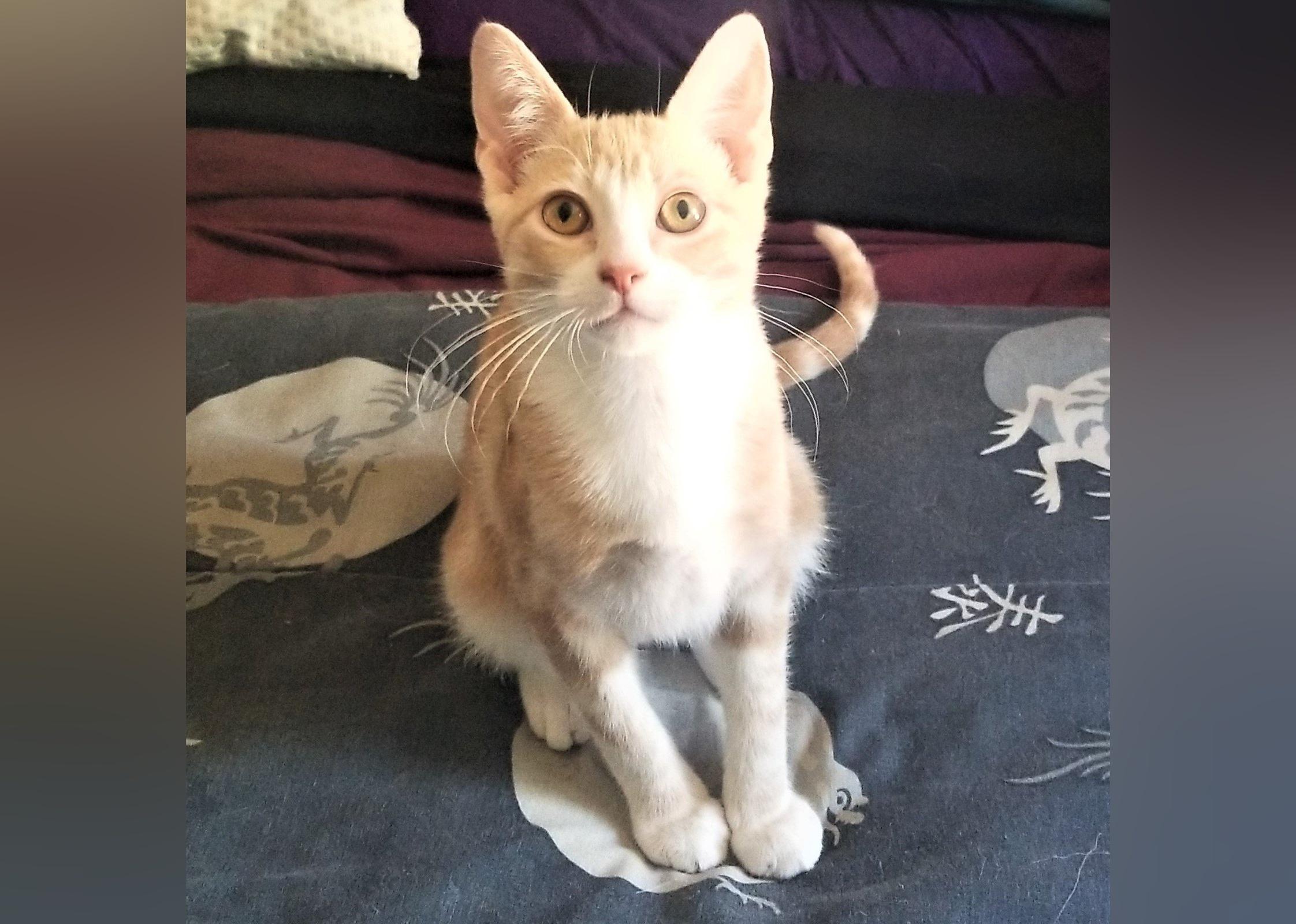 Kittens Available for Adoption in Eugene Stacker