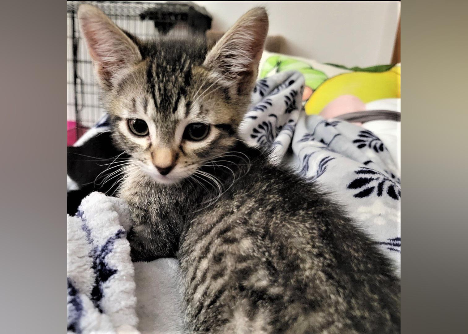 Kittens Available for Adoption in Eugene Stacker