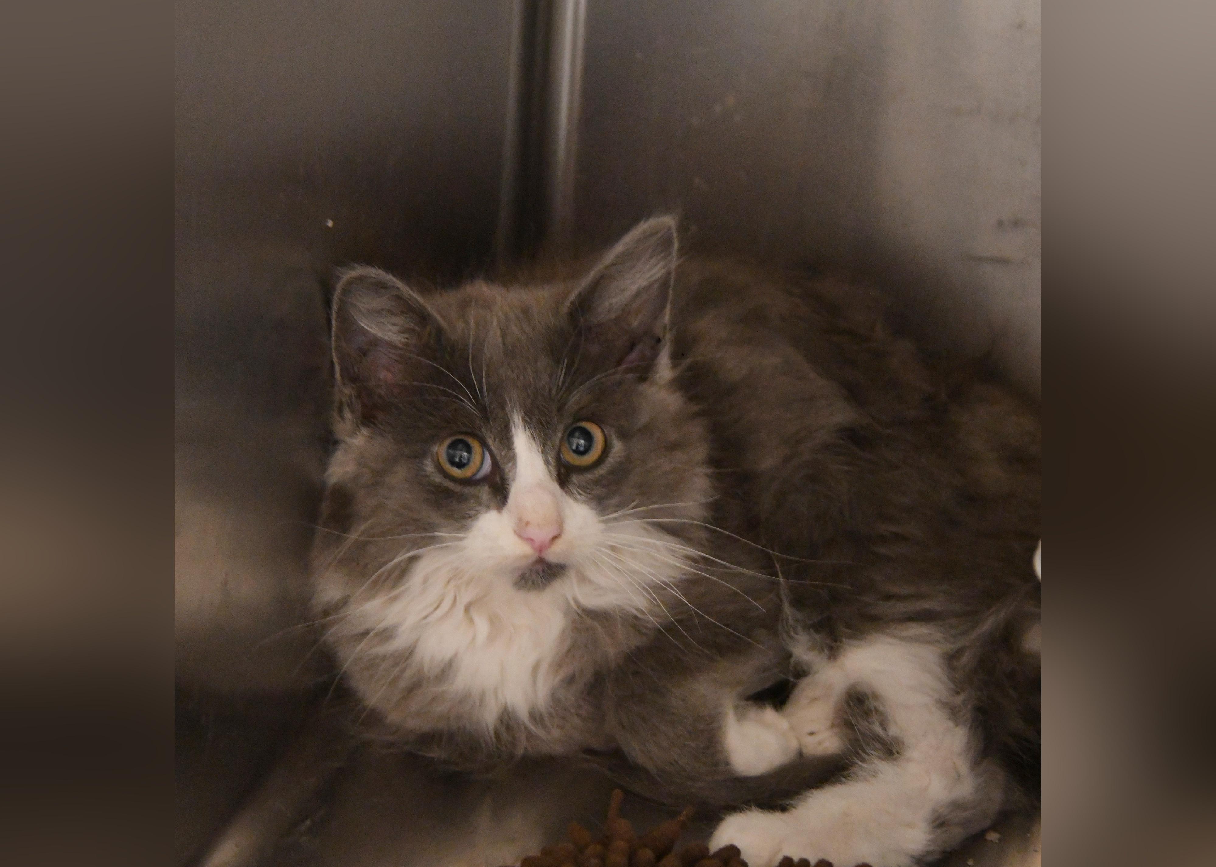 Kittens Available for Adoption in Dallas | Stacker