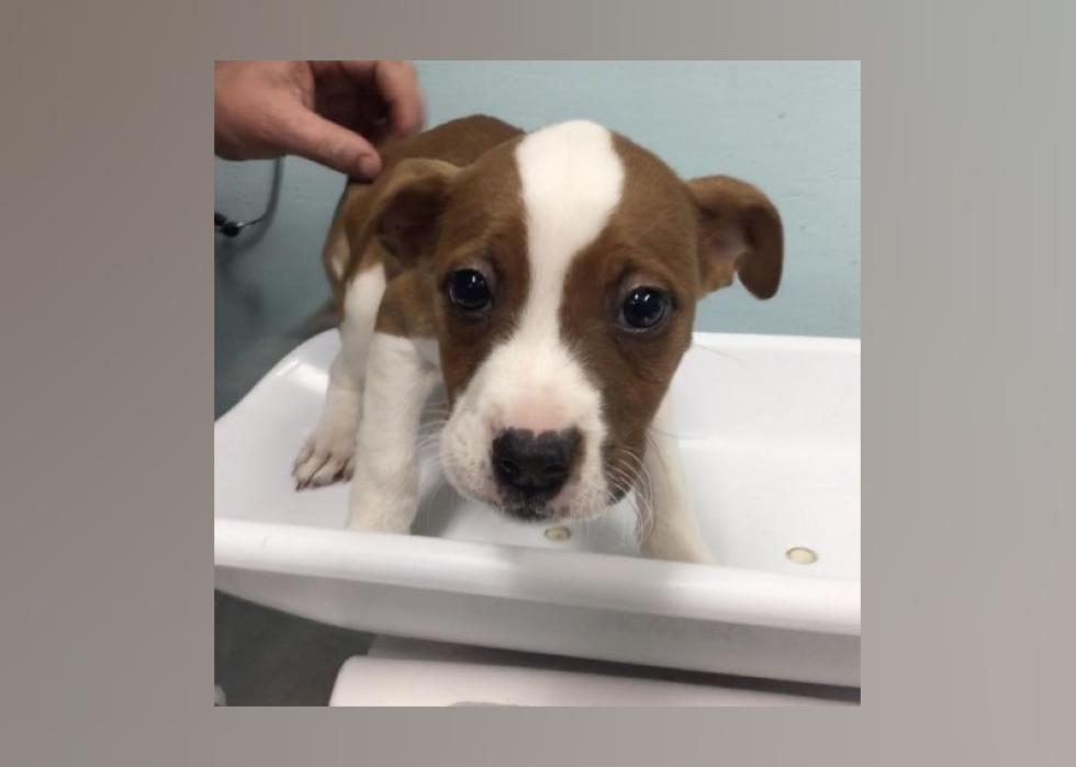 Puppies Available for Adoption in Abilene Stacker