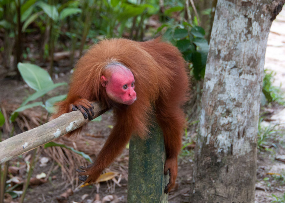 50 Endangered Species That Only Live in the Amazon Rainforest Stacker