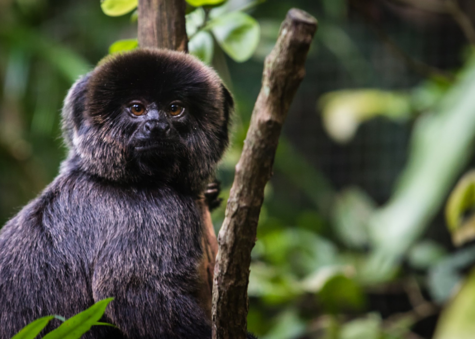 50 Endangered Species That Only Live in the Amazon Rainforest Stacker