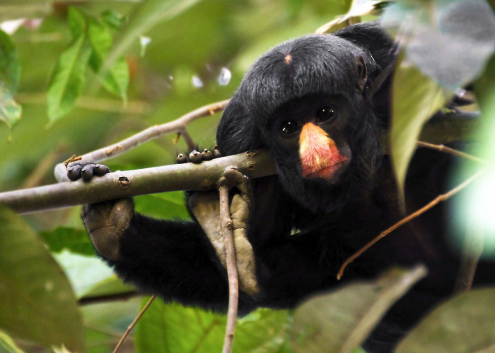 50 Endangered Species That Only Live in the Amazon Rainforest | Stacker