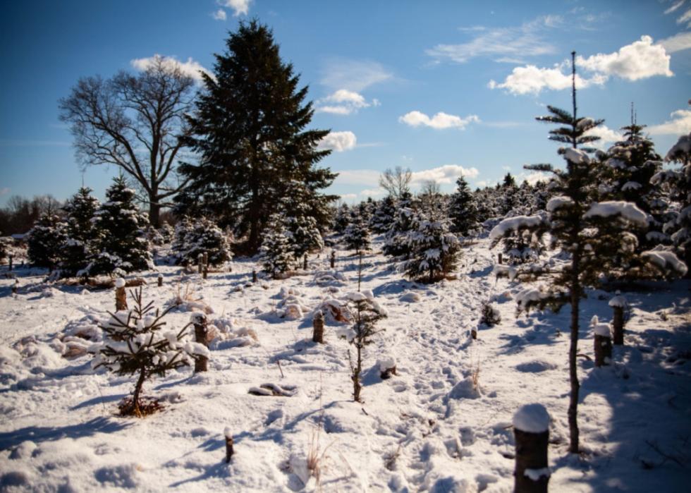 A Christmas tree farm in the snow.