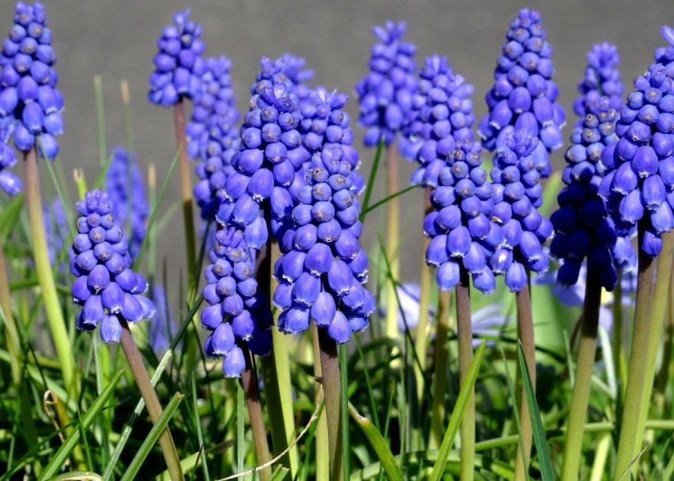 47 Plants That Begin To Bloom In March Stacker