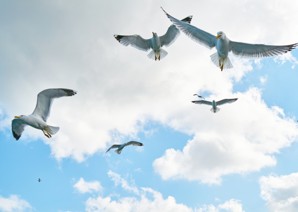 A flock of gulls flying against a blue sky and white clouds.