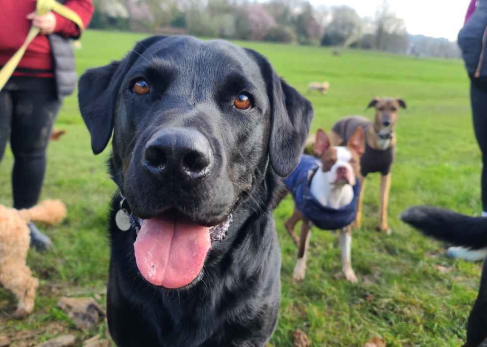 Happy-looking dogs surrounded by their owners in a grassy park.