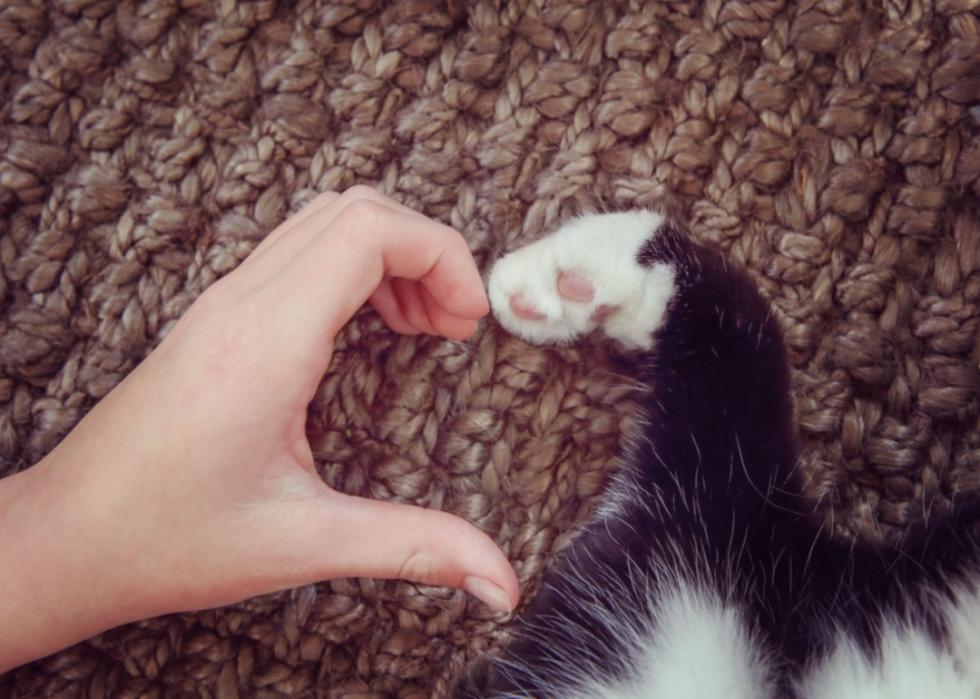 A hand and a paw making the shape of a heart.