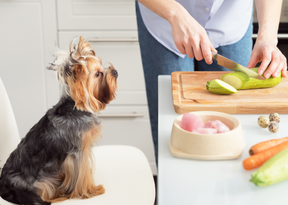 A dog watching a person make dog food.