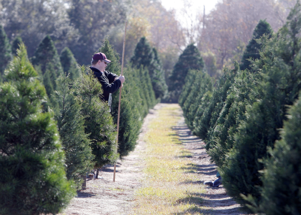 Rows of Christmas trees.