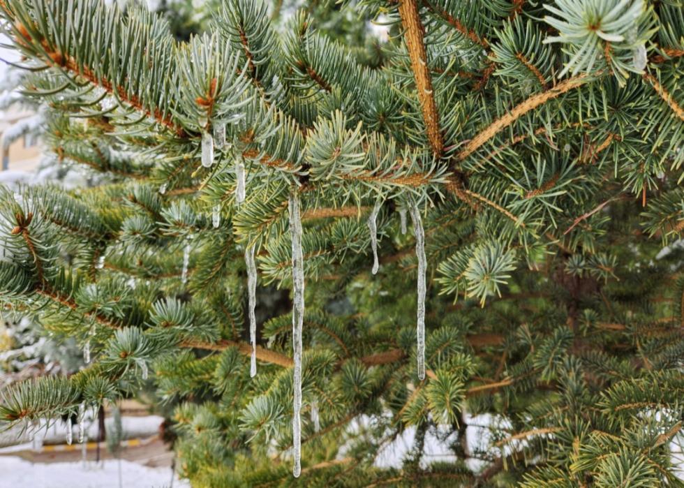 An icy tree.