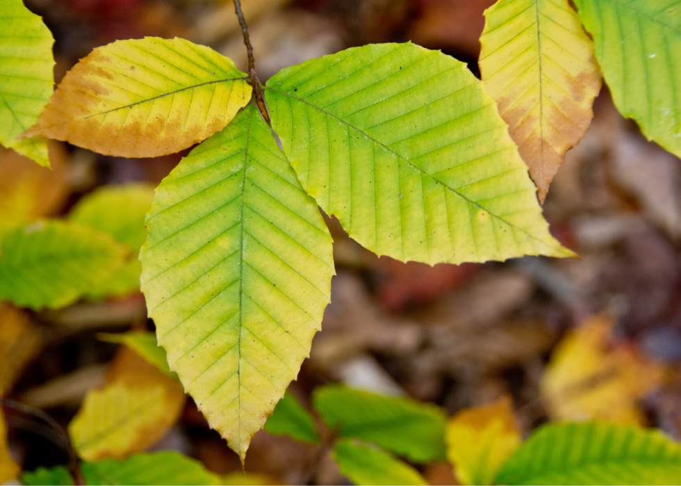 point leafs soft thorns idenifycation