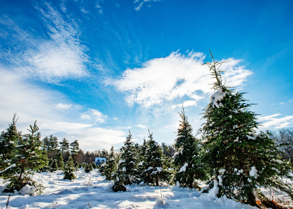 A snowy tree farm.