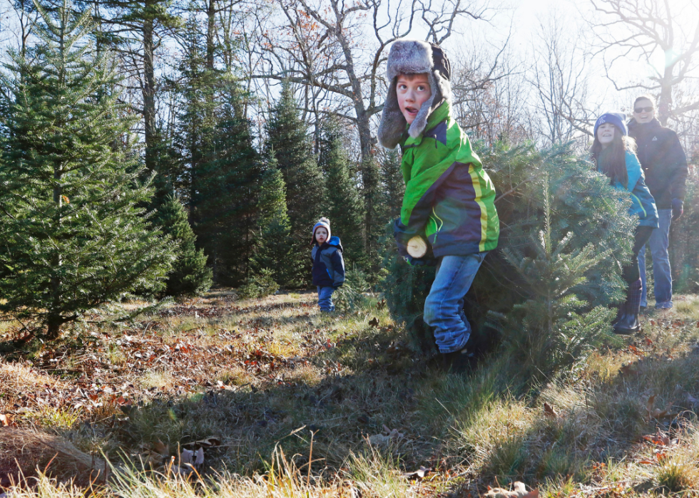 A boy pulling a Christmas tree.