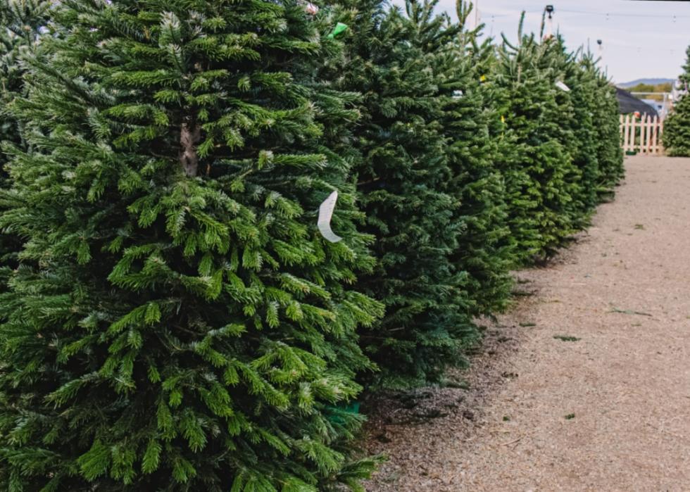 Rows of trees.