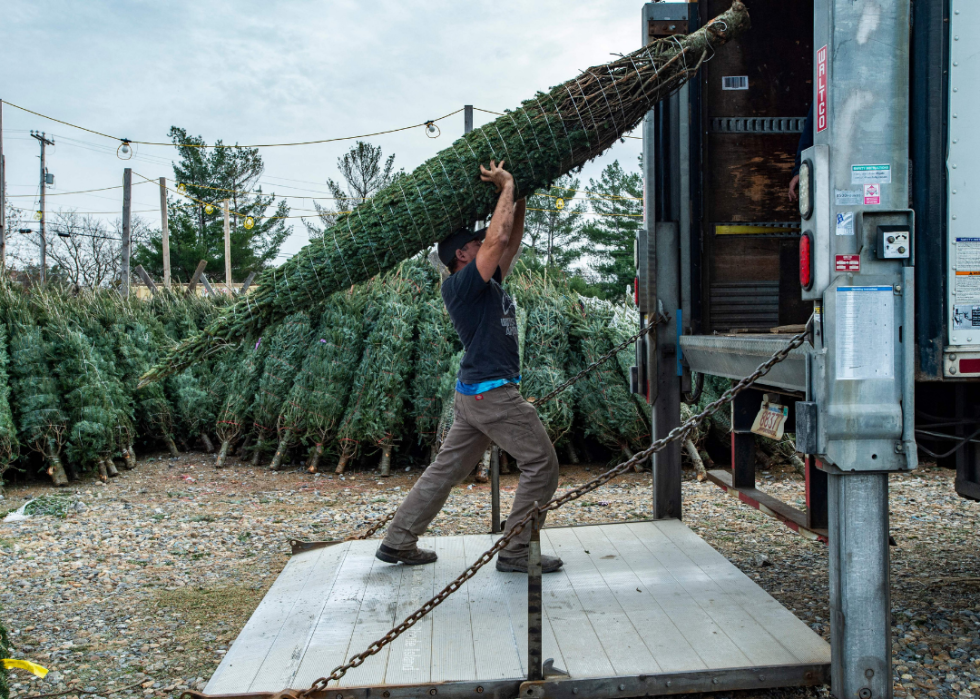 A man loading a tree onto a truck.