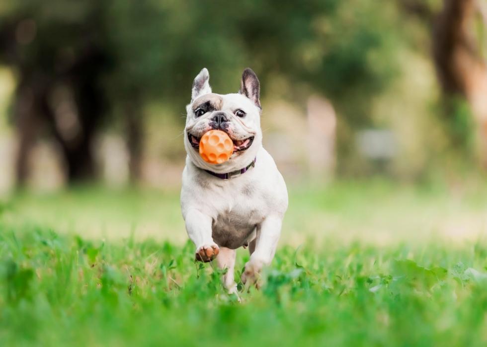 A French bulldog in a grassy park, running with a ball in their mouth. 